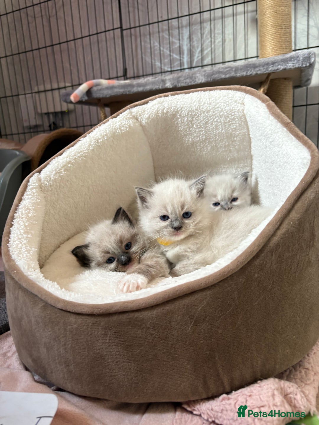 Ragdoll cats for sale: Beautiful Ragdoll kittens - Image 21