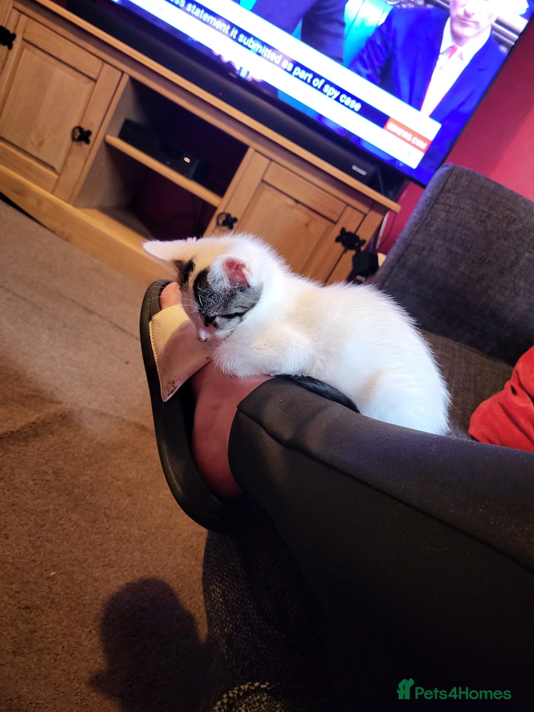 Mixed Breed cats for sale: Two gorgeous kittens for sale - Image 1