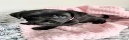 Patterdale Terrier dogs for sale: Patterdale puppies  - Advert 26