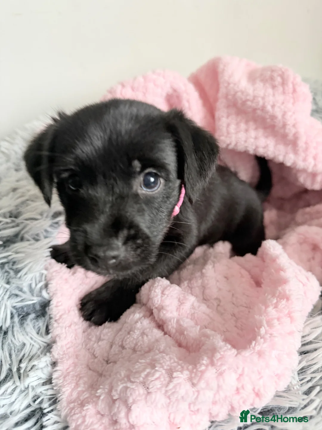 Patterdale Terrier dogs for sale: Patterdale puppies  - Advert 26
