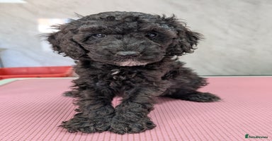 Cockapoo dogs - Advert 9