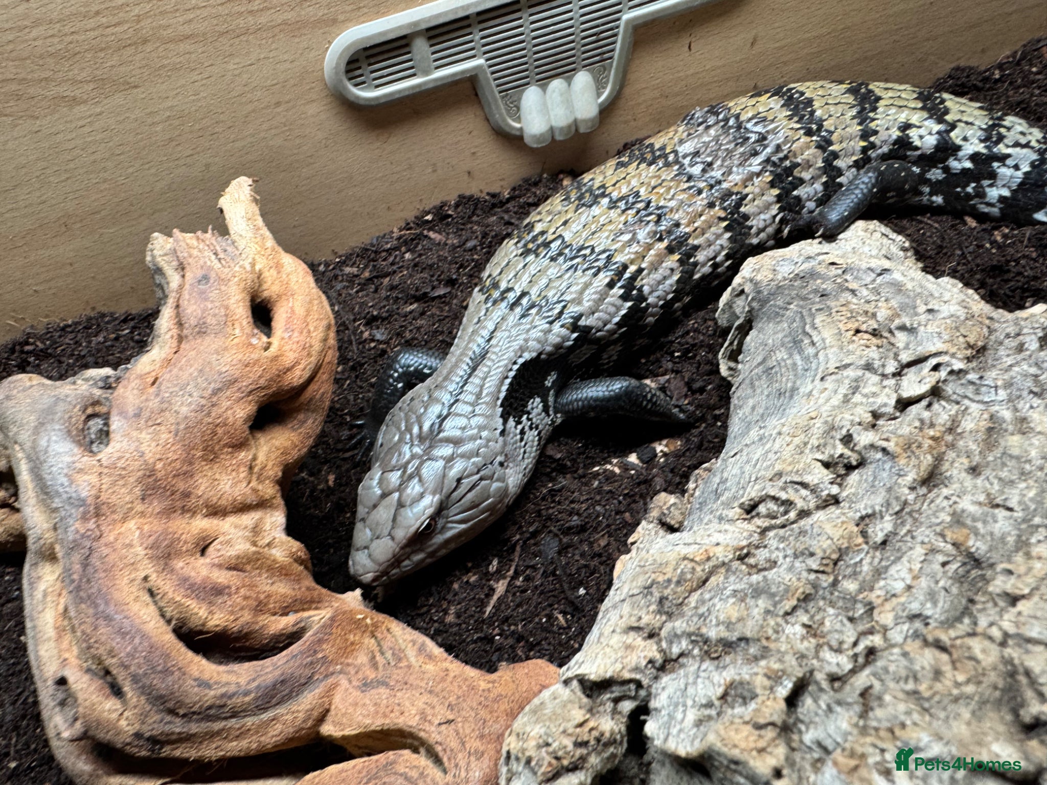 Skink reptiles Blue tongue skink with setup for rehome  - Advert 1