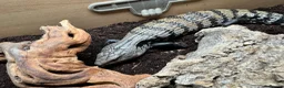 Skink reptiles for sale: Blue tongue skink with setup for rehome  in Nottingham - Advert 1