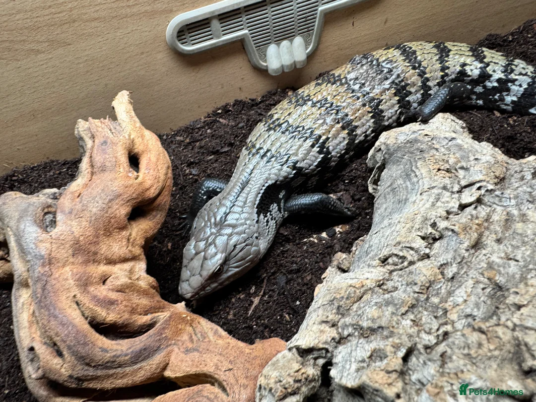 Skink reptiles for sale: Blue tongue skink with setup for rehome  in Nottingham - Advert 1