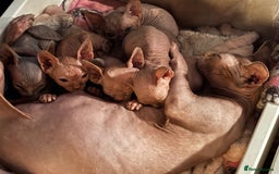 Sphynx cats for sale: Beautiful Sphynx kittens  - Image 6