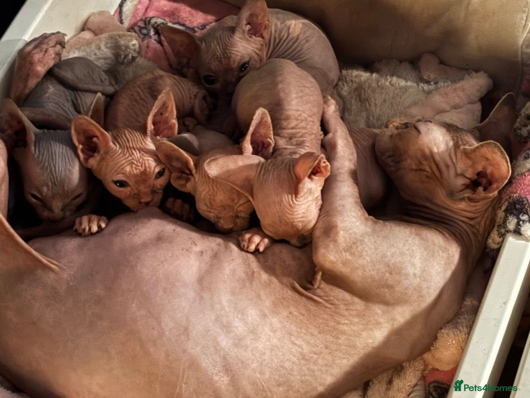 Sphynx cats for sale: Beautiful Sphynx kittens  - Image 6