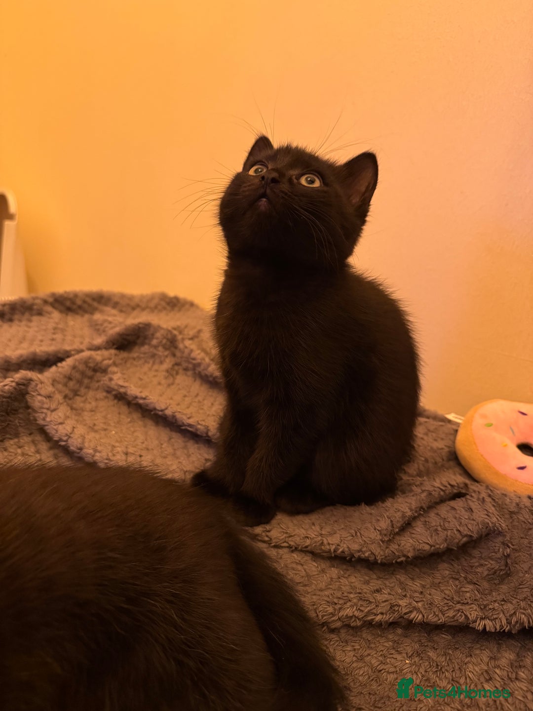 Mixed Breed cats for sale: Kitten 1 male 1 female  - Advert 3