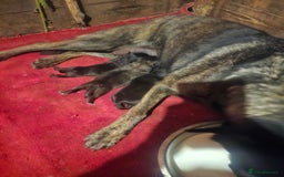 Belgian Shepherd Dog dogs for sale: 2 DUCTH SHEPHERD FEMALE PUPPIES  - Image 9