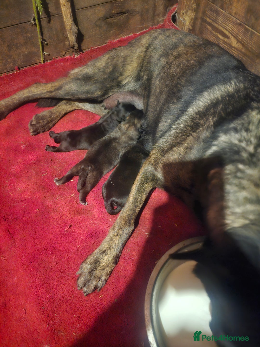 Belgian Shepherd Dog dogs for sale: 2 DUCTH SHEPHERD FEMALE PUPPIES  - Image 9