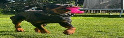 Rottweiler dogs for sale: My Name is Bane  - Advert 5