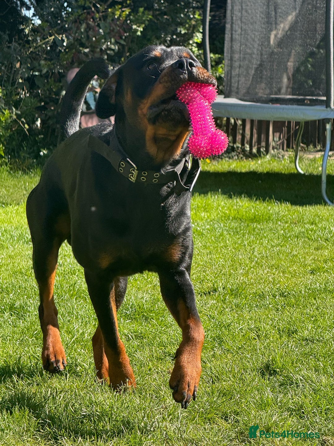 Rottweiler dogs for sale: My Name is Bane  - Advert 5