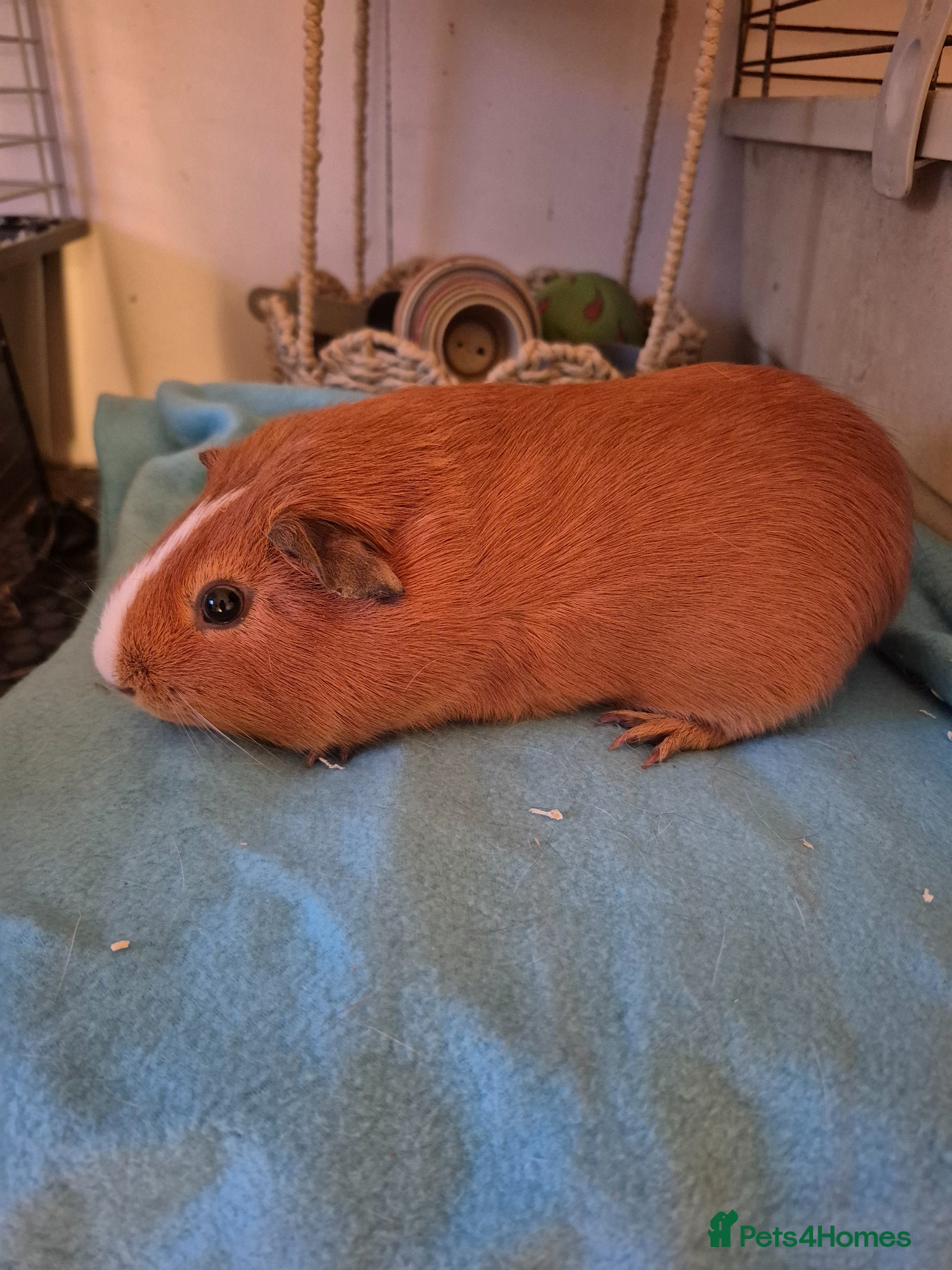 Guinea Pig rodents Smooth pigs for sale can deliver locally x - Advert 17