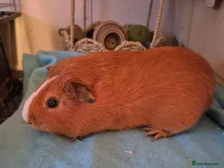 Guinea Pig rodents Smooth pigs for sale can deliver locally x - Advert 17