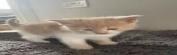 Mixed Breed cats for sale: Beautiful cream kittens for sale - Advert 13