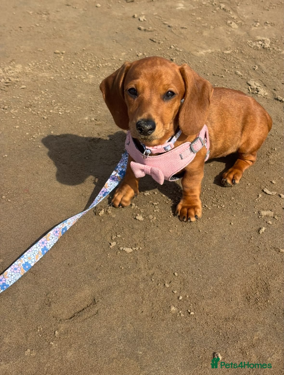 Miniature Dachshund dogs CHAMPION LINE KC REG & PRA CLEAR MINIS LOW COI - Advert 6