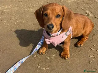 Miniature Dachshund dogs CHAMPION LINE KC REG & PRA CLEAR MINIS LOW COI - Advert 6