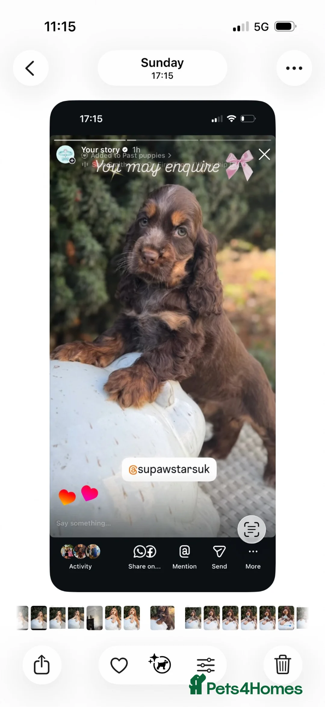 Cocker Spaniel dogs for sale: Fabulous show cockers - Advert 8