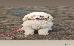 Cockapoo dogs for sale: Beautifulf1cockapoopuppies for their forever homes - Image 2
