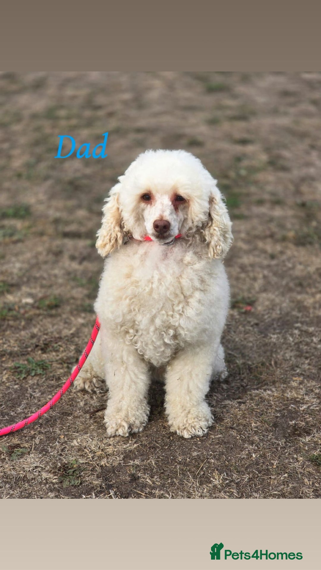 Cockapoo dogs for sale: Beautifulf1cockapoopuppies for their forever homes - Image 2