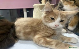 Maine Coon cats for sale: Xl mainecoon kittens  - Image 11