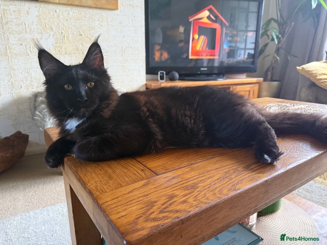 Maine Coon cats for sale: Pedigree ”TICA”  the last kitten left❣️ - Image 17