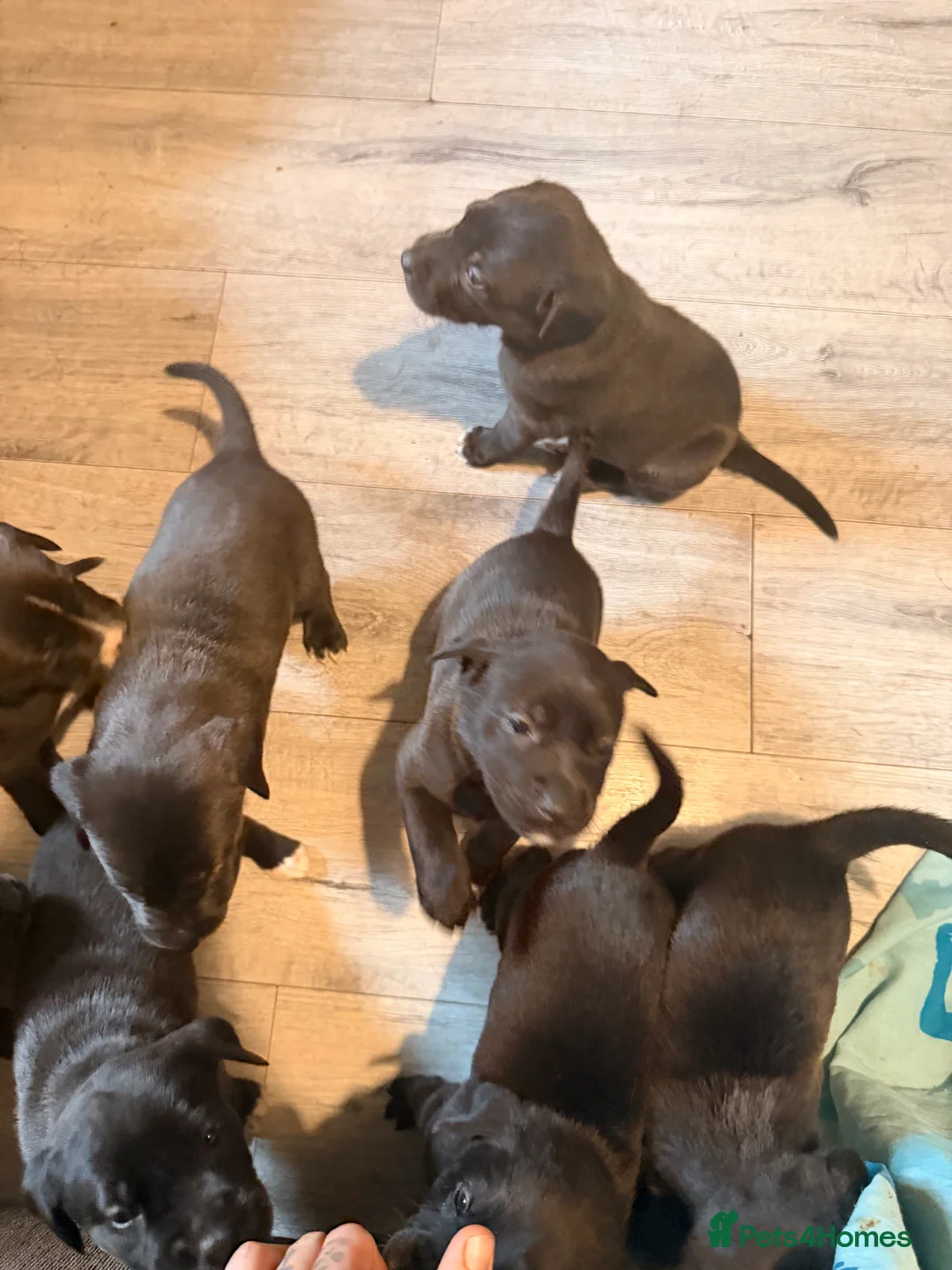 Mixed Breed dogs for sale: Labrador x  - Advert 2