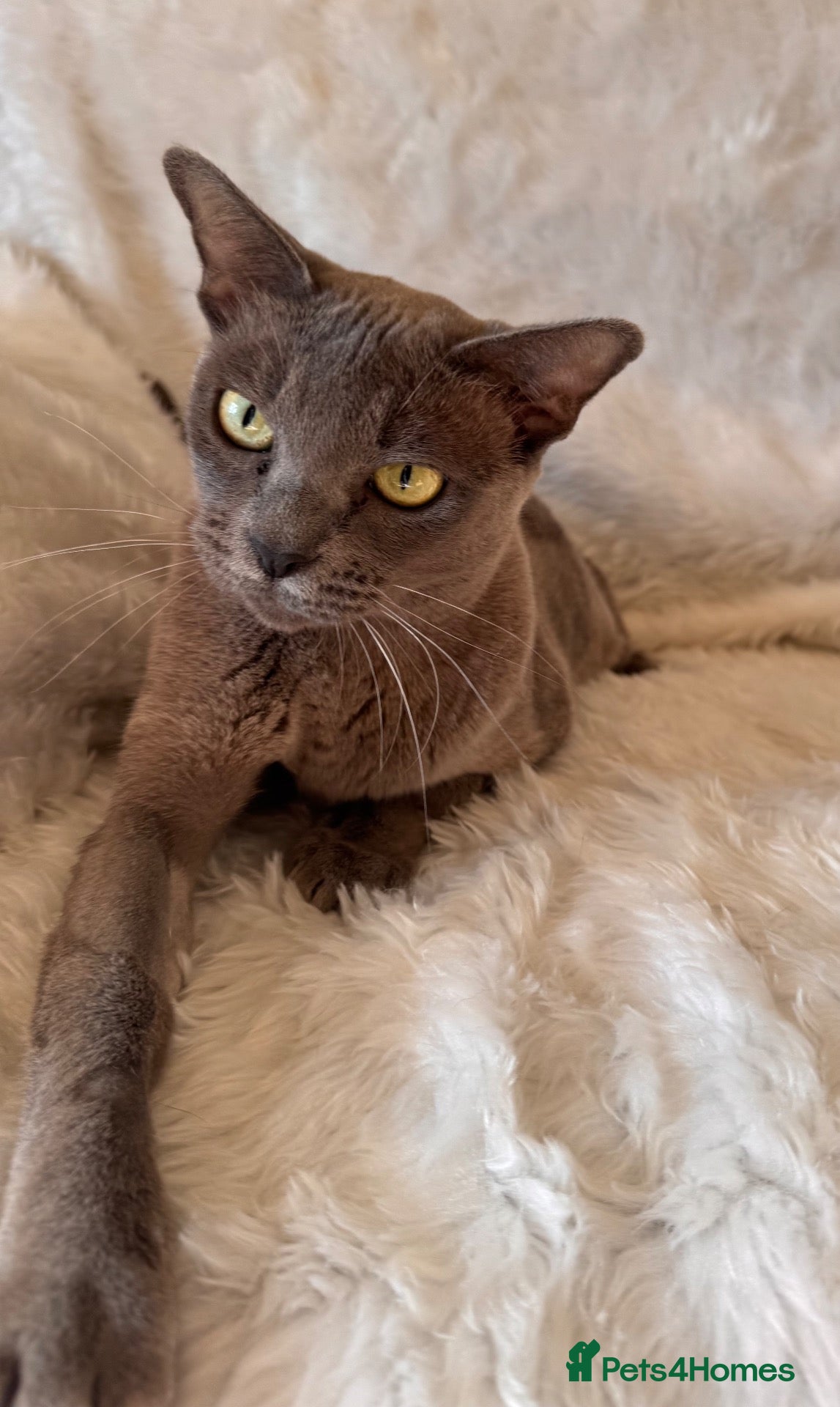 Burmese cats Beautiful Blue Burmese Girl - Advert 1