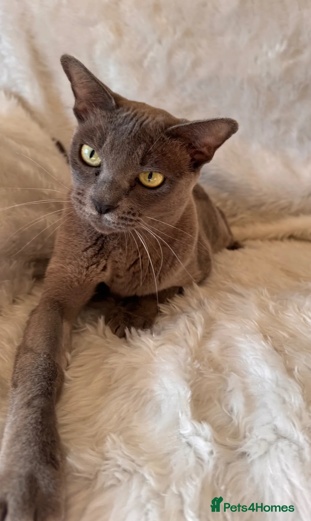 Burmese cats for sale: Beautiful Blue Burmese Girl - Advert 1