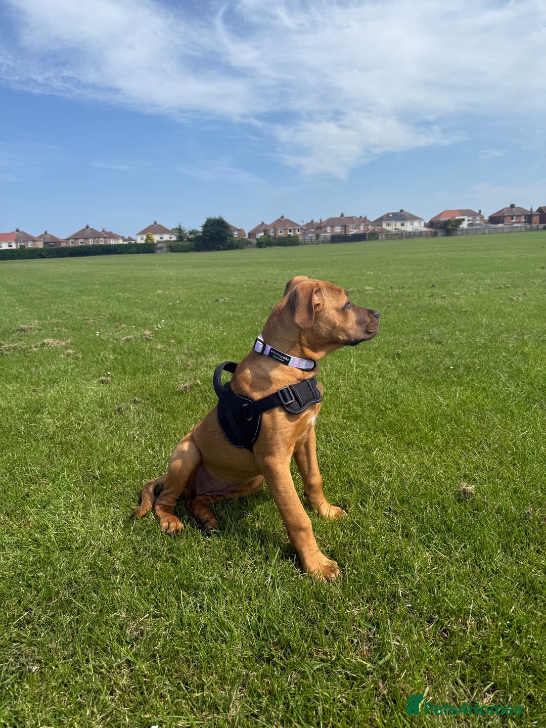Mixed Breed dogs for sale: 6 month old female ridgeback mastiff cross. - Image 4