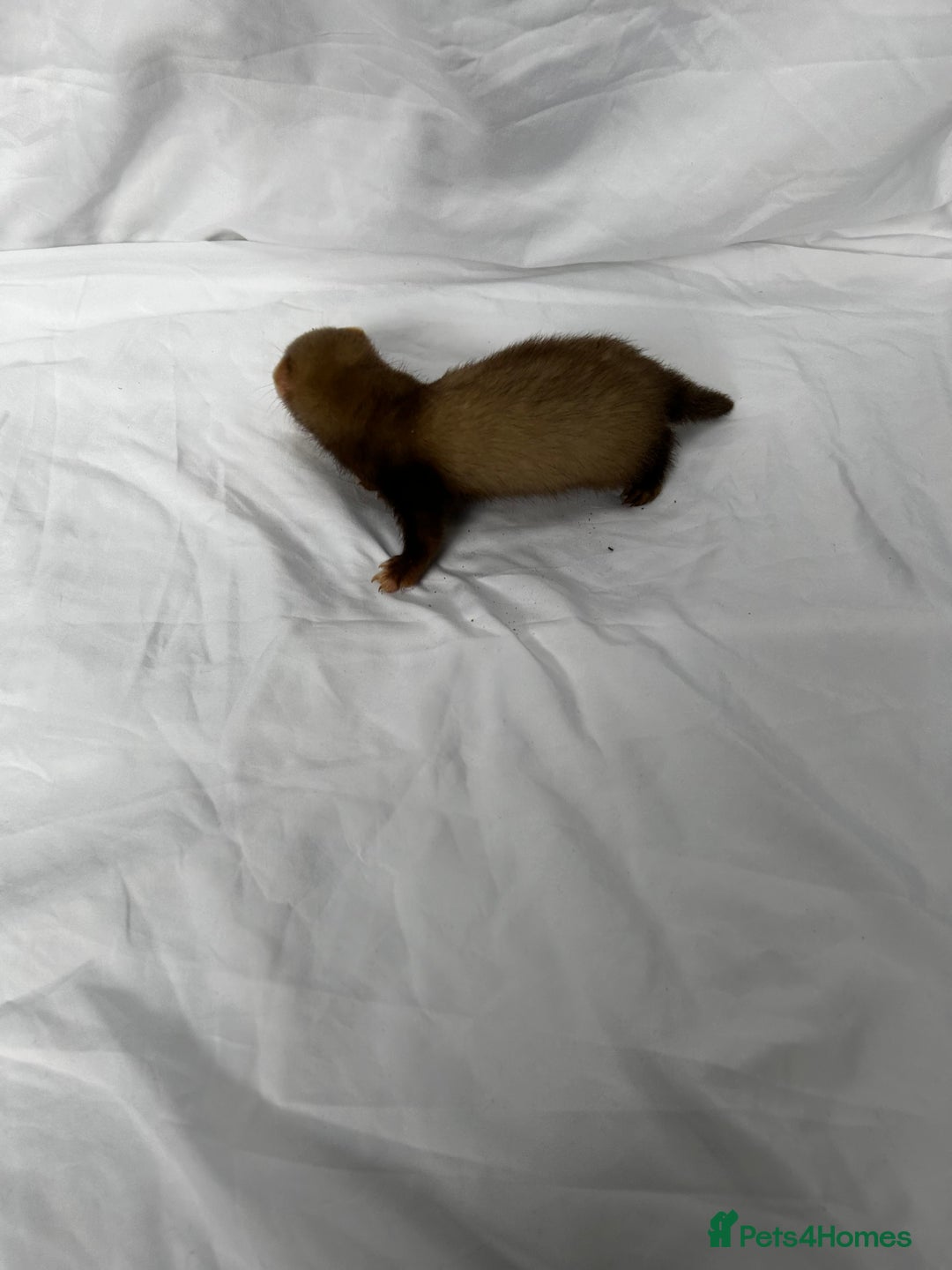 Ferret rodents for sale: Baby Ferrets - Image 37