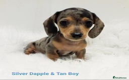 Miniature Dachshund dogs for sale: STUNNING KC DAPPLES. 5* breeder - Image 8