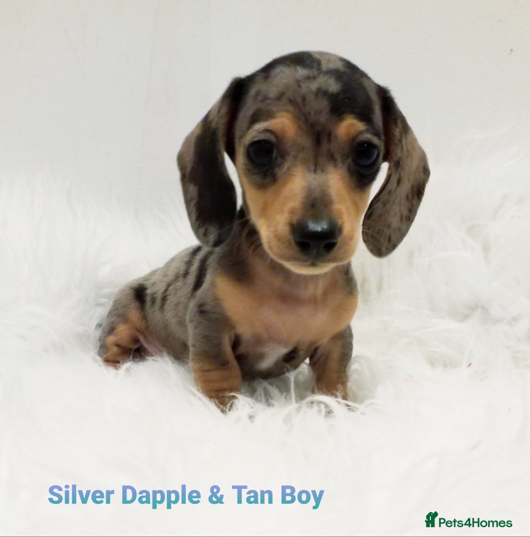 Miniature Dachshund dogs for sale: STUNNING KC DAPPLES. 5* breeder - Image 8