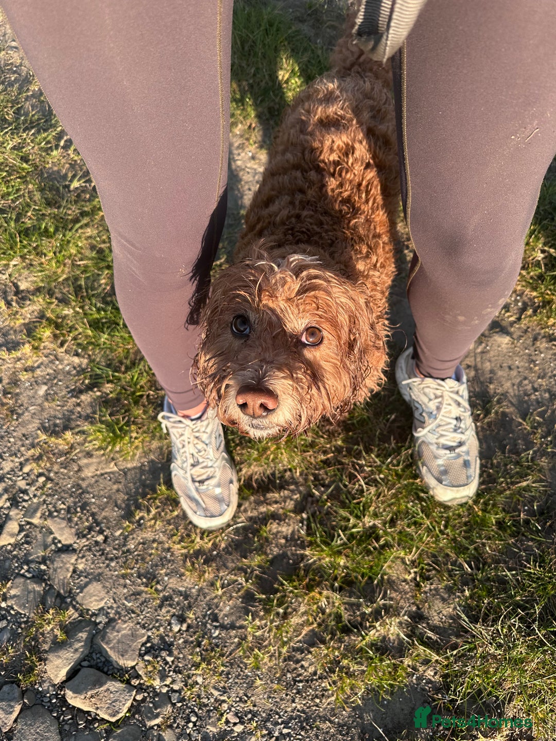 Cockapoo dogs for stud: Ralph red cockapoo miniature stud  - Advert 5