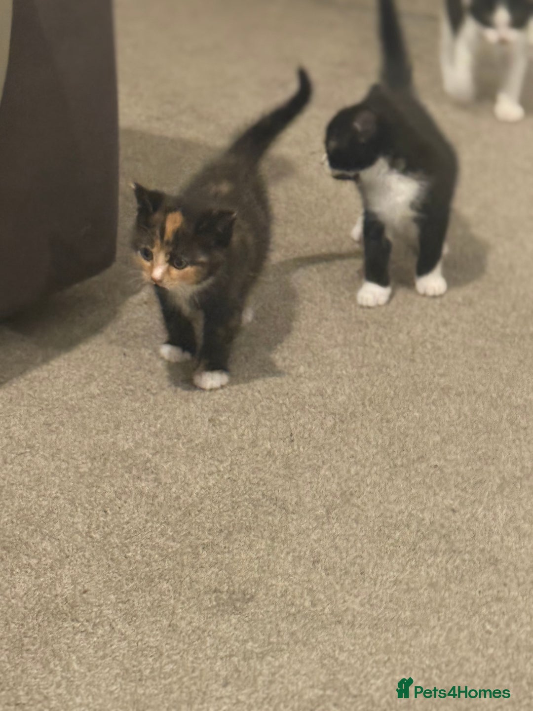 Mixed Breed cats for sale: 🤩🤩 10 beautifull fur babies 🤩🤩 - Advert 16