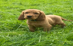 Cocker Spaniel dogs for sale: Show Type Cocker Spaniel Puppies - Advert 10