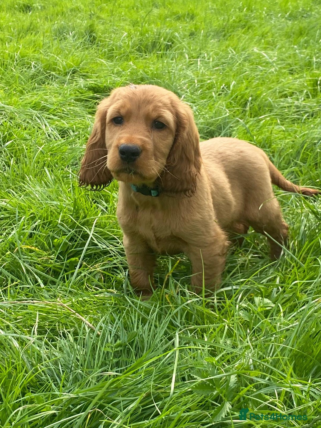 Cocker Spaniel dogs for sale: Show Type Cocker Spaniel Puppies - Advert 10
