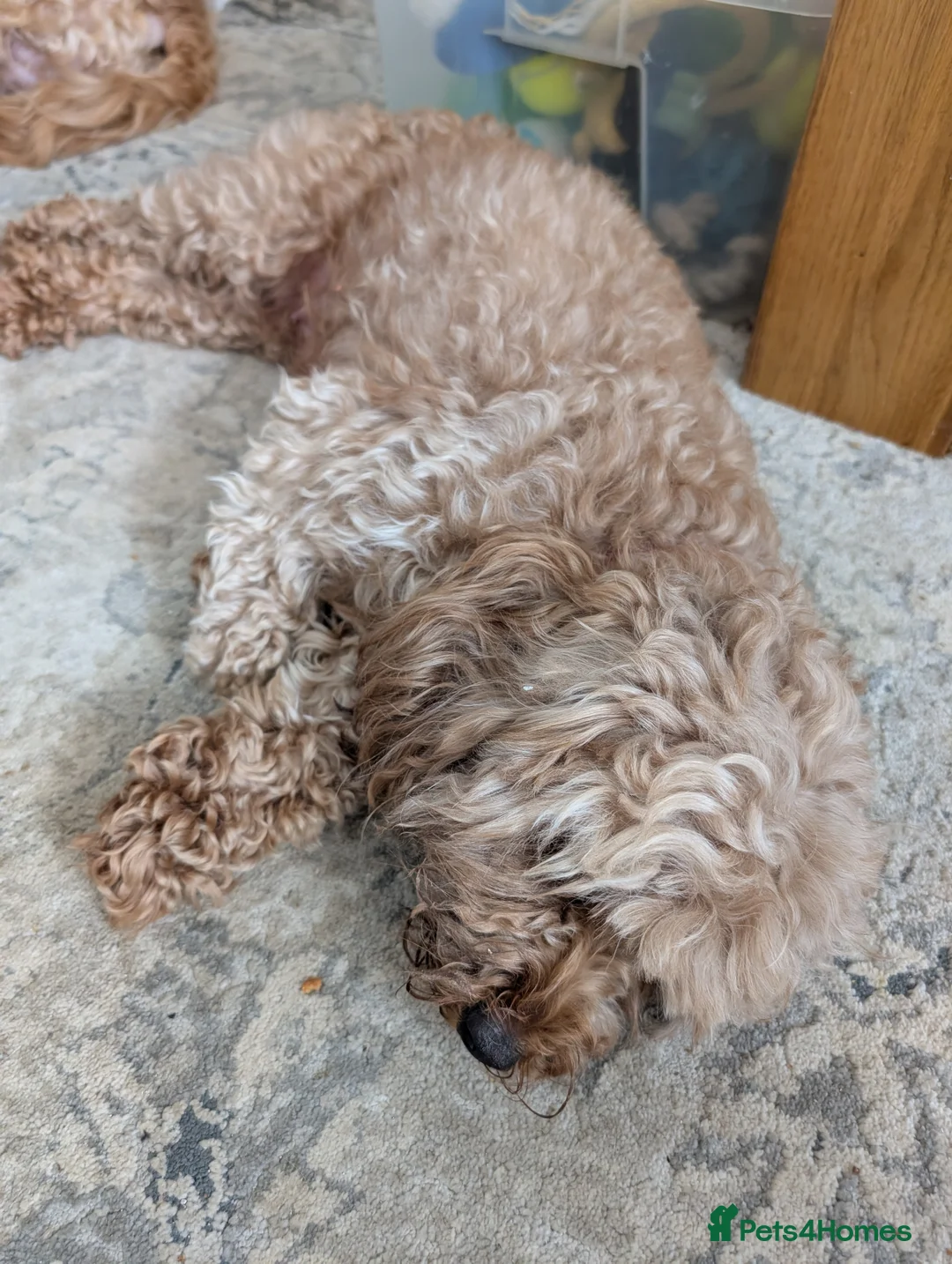 Cockapoo dogs for sale: Cockerpoo puppies for sale - Advert 2