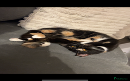 British Shorthair cats for sale: 4 gorgeous kittens for sale  - Image 16