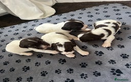 English Springer Spaniel dogs for sale: 10 stunning spaniel puppies for sale  - Image 4