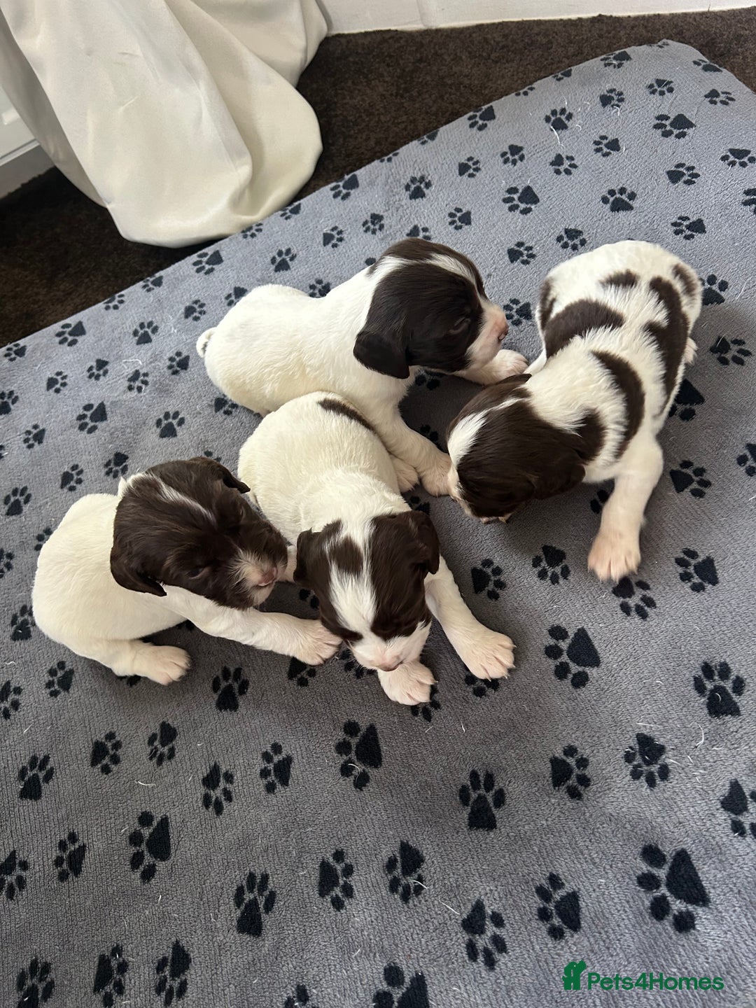 English Springer Spaniel dogs for sale: 10 stunning spaniel puppies for sale  - Image 4
