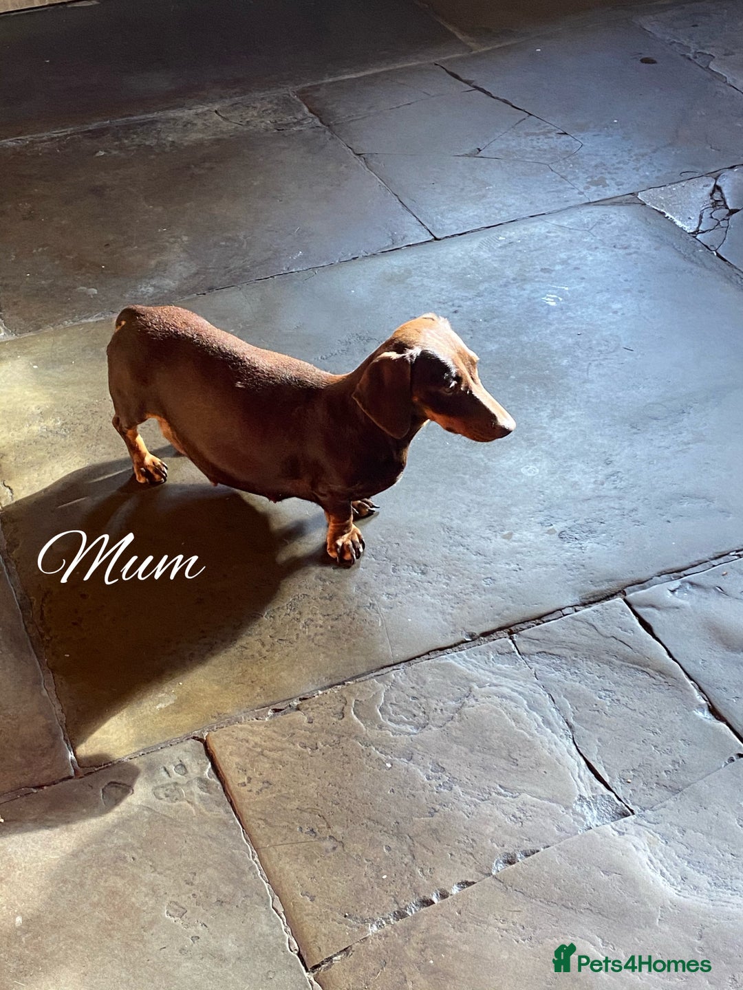 Miniature Dachshund dogs for sale: Stunning Smooth coat mini dashy girl available - Advert 11