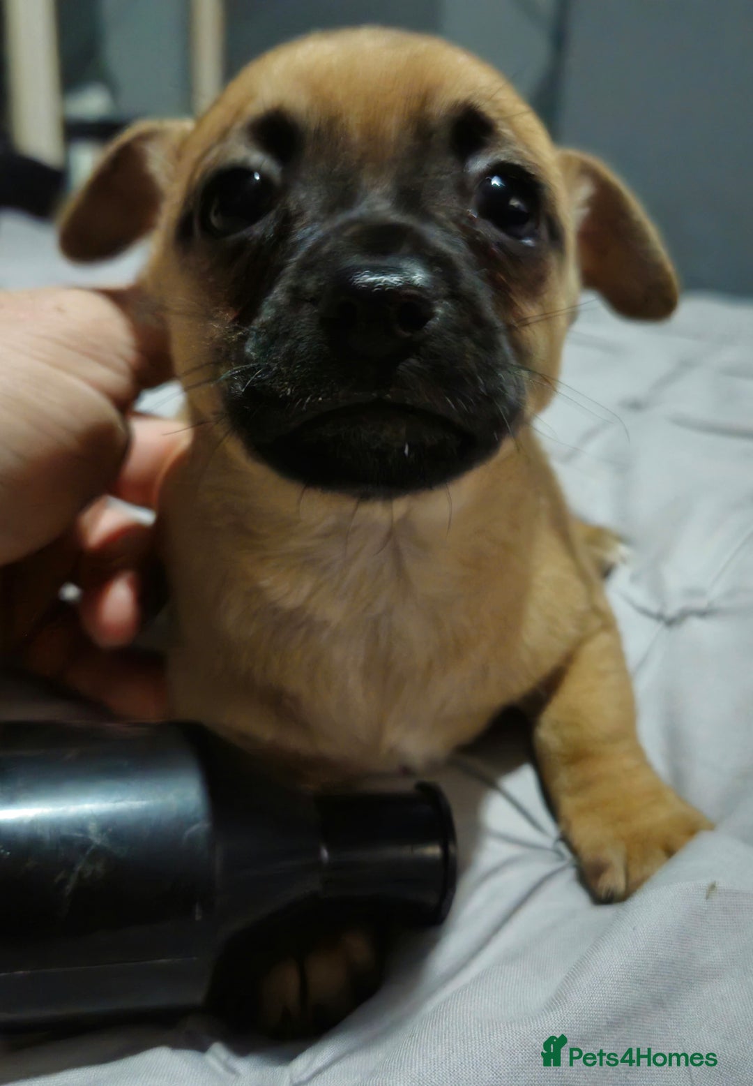 Chug dogs for sale: Beautiful chugs for sale  - Advert 12