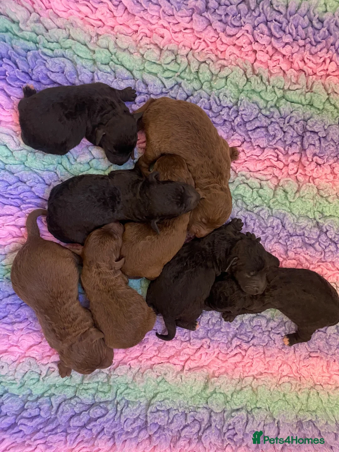 Bedlington Terrier dogs for sale: Bedlington Terrier puppies  - Advert 4