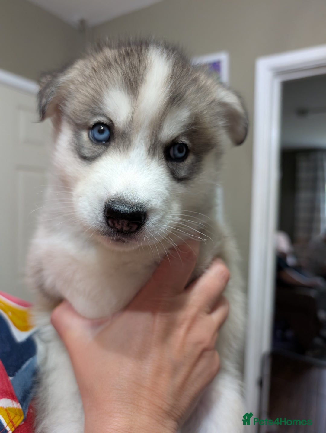 Siberian Husky dogs for sale: Stunning Siberian husky puppies - Image 31