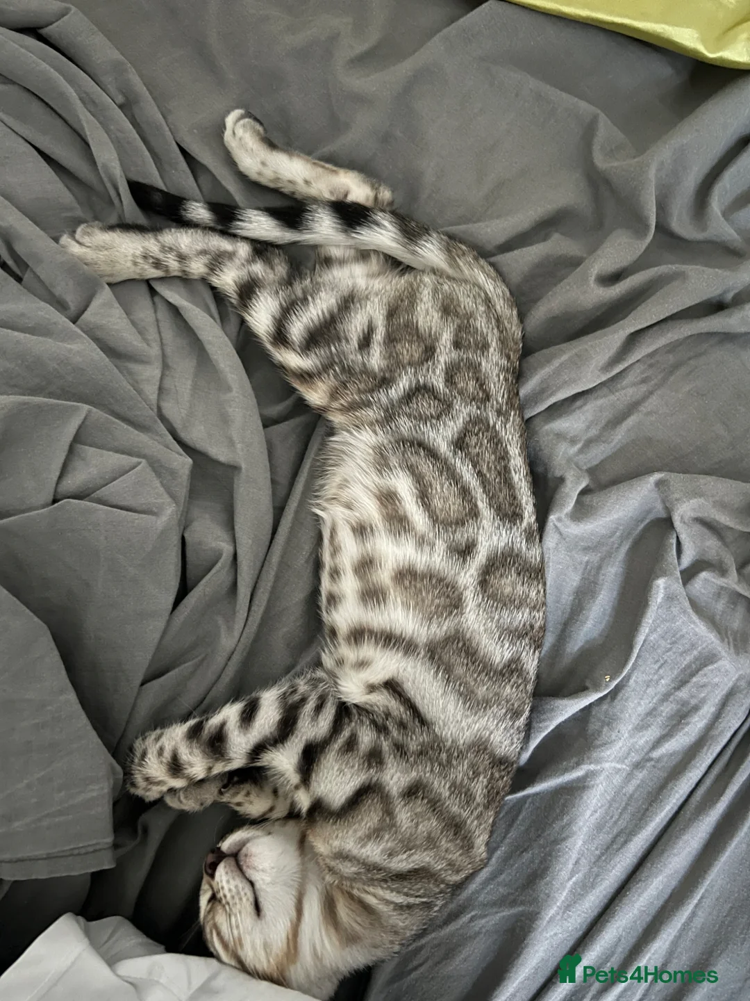 Bengal cats for sale: Silver bengal Nala - Advert 2