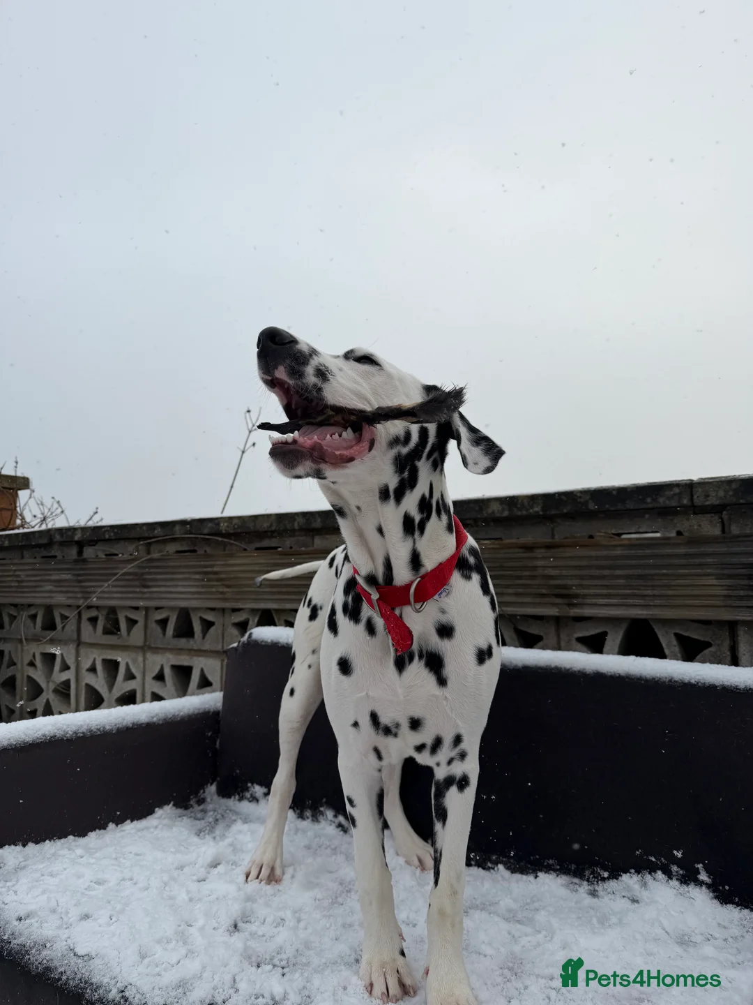Dalmatian dogs for sale: Beautiful 6-Month-Old Dalmatian Puppy 🐾 - Advert 6