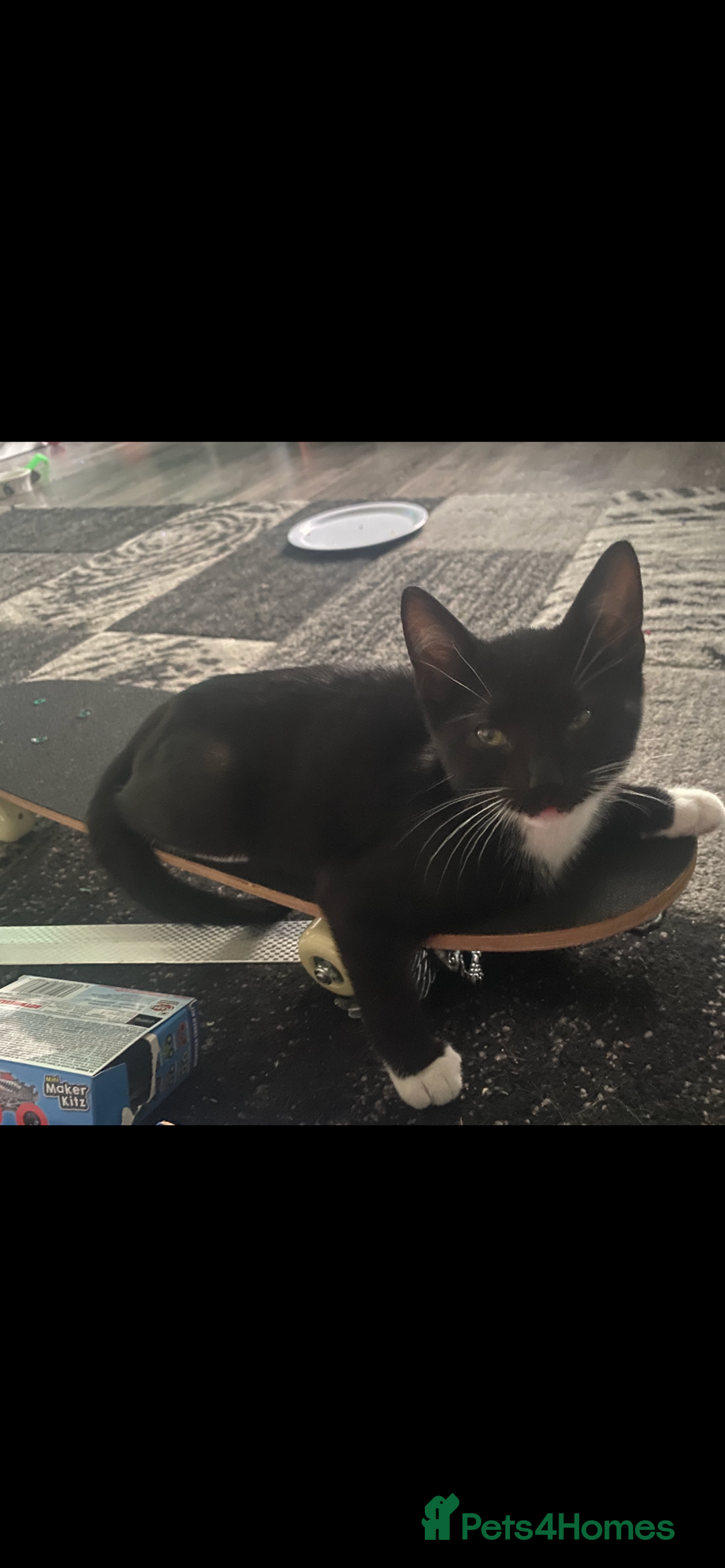 Mixed Breed cats for sale: Last kitten available 💙💙💙 - Image 6