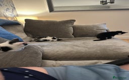 Domestic Shorthair cats for sale: Beautiful dotty kitten  - Image 2