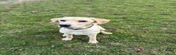 Labrador Retriever dogs for sale: 8 month old dog  - Advert 2