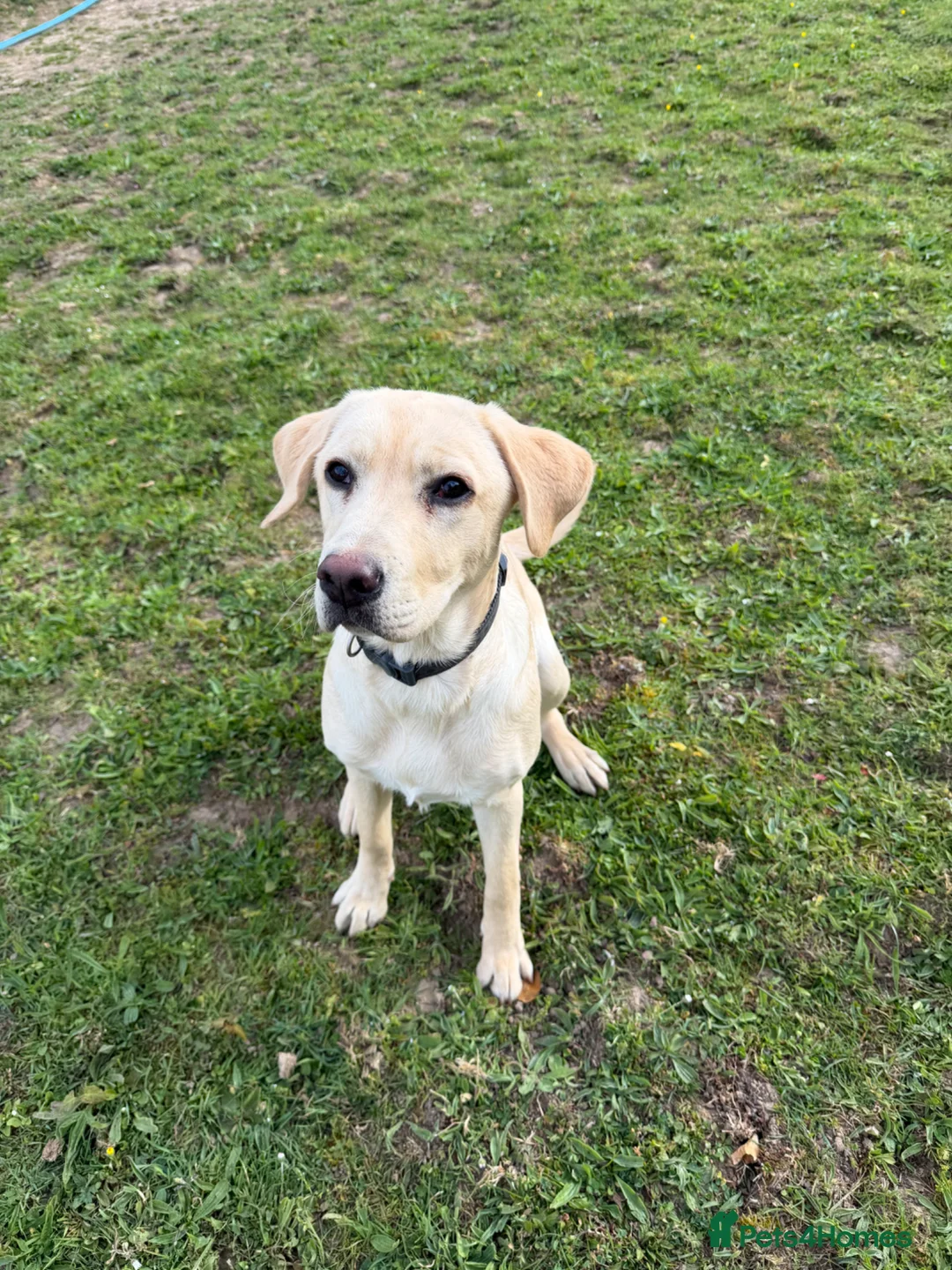 Labrador Retriever dogs for sale: 8 month old dog  - Advert 2